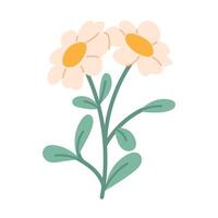 Flat hand drawn daisies on white background. Wildflower isolated. floral element vector