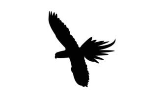 Flying Parakeet Bird Silhouette Design And Illustration. vector