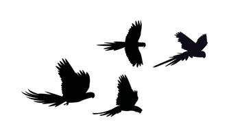 Flying Macaw Birds Black Silhouette Design vector