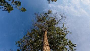 Low angle view of tall tree with blue sky and white clouds. photo