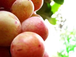 Closeup of rose grape fruits photo