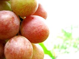 Closeup of rose grape fruits photo