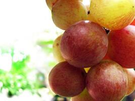 Closeup of rose grape fruits photo