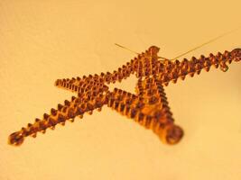 Christmas New Year decoration with glittering star photo