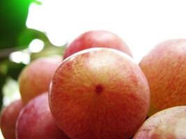Closeup of rose grape fruits photo
