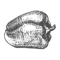 Pen and Ink hand drawn pepper on white background vector