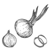 Pen and Ink hand drawn onion on white background vector