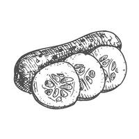 Pen and Ink hand drawn cucumber on white background vector