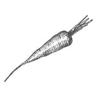 Pen and Ink hand drawn carrot on white background vector