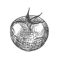 Pen and Ink hand drawn tomato on white background vector