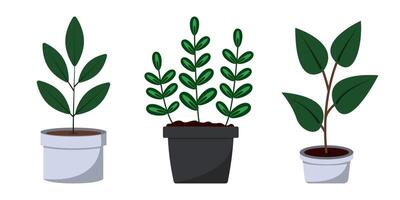 Various plants displayed in simple pots for home decor and gardening ideas vector