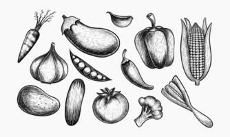 Hand Drawn Illustrations Of Various Vegetables vector