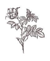 a vintage drawing of a flower with leaves vector