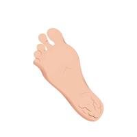 Cracks on feet design. Dry and rough skin on heel, slough and calluses. vector