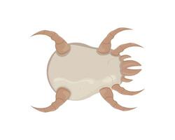 White dust mite. Microscopic dangerous insect causes asthma, allergy, infection and dermatitis. vector