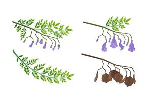 Jacaranda Mimosifolia tree. Flowers, buds, seeds and branch with leaves set. Flora in Australia and Portugal. vector