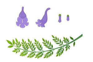 Jacaranda Mimosifolia tree. Flowers, buds and branch with leaves set. Flora in Australia and Portugal. vector