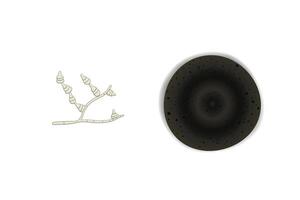 Alternaria mold illustration isolated on white background. Fungus realistic and schematic drawing design vector