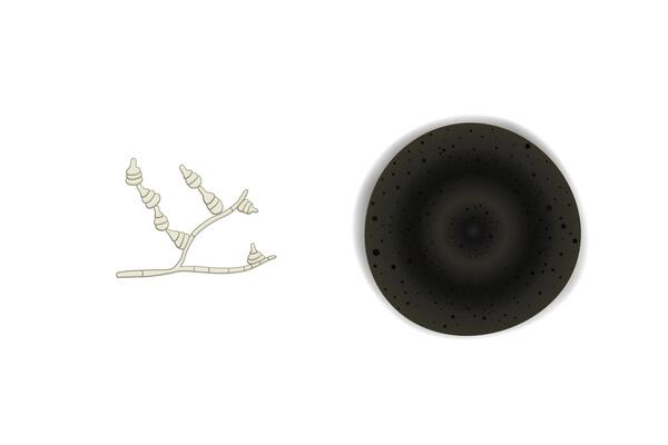Alternaria mold illustration isolated on white background. Fungus realistic and schematic drawing design