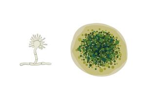 Aspergillus mold illustration isolated on white background. Fungus realistic and schematic drawing design vector