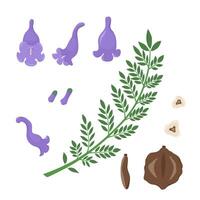 Jacaranda Mimosifolia tree. Flowers, buds, seeds and branch with leaves set. Flora in Australia and Portugal. vector