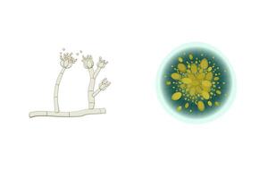 Penicillium mold illustration isolated on white background. Fungus realistic and schematic drawing design vector