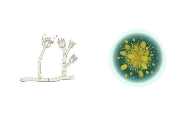 Penicillium mold illustration isolated on white background. Fungus realistic and schematic drawing design