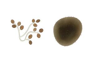 Ulocladium mold illustration isolated on white background. Fungus realistic and schematic drawing design vector
