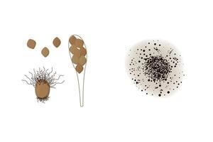 Chaetomium mold illustration isolated on white background. Fungus realistic and schematic drawing design vector