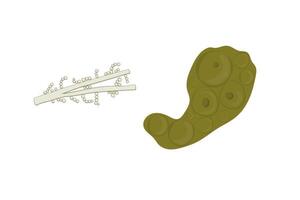 Wallemia mold illustration isolated on white background. Fungus realistic and schematic drawing design vector