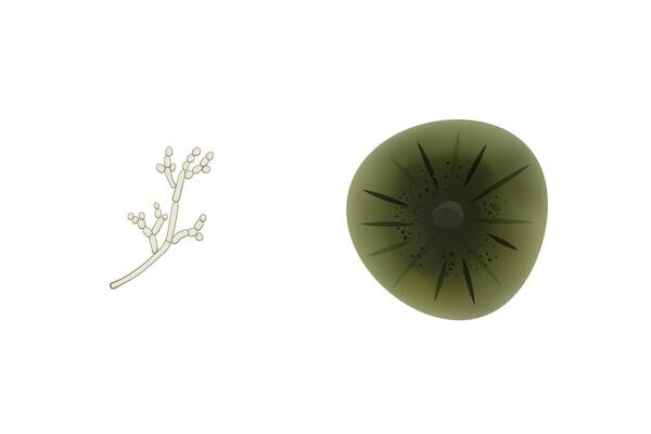 Cladosporium mold illustration isolated on white background. Fungus realistic and schematic drawing design