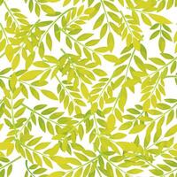 Yellow seamless pattern leafs on white background. Three-spined acacia Gleditsia triacanthos, Laurel noble Aurea. vector