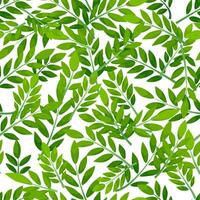 Green seamless pattern leaves on white background. Jacaranda and tropical plants design. vector