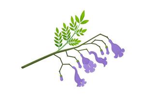Jacaranda Mimosifolia tree, violet flowers, buds and leaves on the branch. Flora in Australia and Portugal. vector
