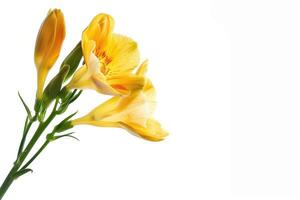 A white background with a bright yellow freesia flower perfectly framed and ready for use as a copy space image photo
