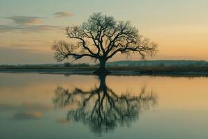 Picturesque view of leafless lonely tree growing and reflecting in calm lake at sundown time. photo