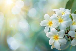 A beautiful copy space image featuring frangipani flowers blooming with a softly blurred background photo