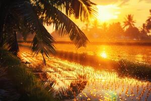 Sunset and the evening view of paddy field. Creative banner photo