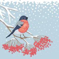 Winter Card with Bullfinch on the branch of rowan vector