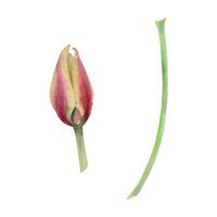 Spring bulb red and yellow tulip flower, crocus saffron with stem, botanical illustration hand drawn in watercolor, isolated on white. Single element object. Wedding bouquet, florist shop, stationery. vector
