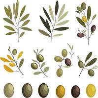 Minimalistic set olive branches and leaves. Collection olives. Perfect for botanical designs, food packaging. vector