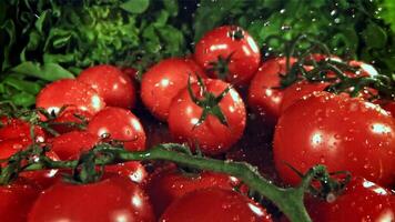 Fresh tomatoes with a splash of water. Filmed on a high-speed camera at 1000 fps. High quality FullHD footage video