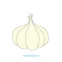 a drawing of a garlic with a white background. vector