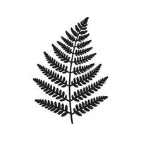 Minimalist Black Silhouette of Fern on White Background vector