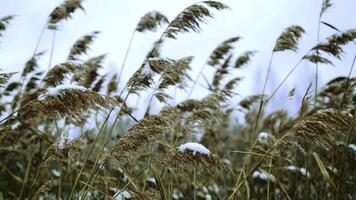 The graceful swaying of reeds in soft light creates a serene scene against a cloudy sky. Stock Clip photo