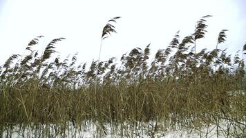 Winter reeds stand beautifully against a pale sky, creating a calming atmosphere. Stock Clip photo