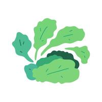 Kale leaf cabbage. hand drawn illustration on white background. vector