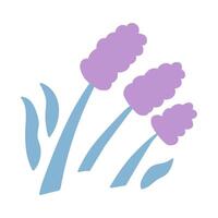 Lavender. Hand drawn illustration on white background. vector