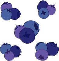 Blueberry big set composition graphic outline style. illustration isolated on white transparent background with three berries vector