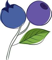 sketch graphic line blue bilberries composition with branch and leaf. illustration on transparent background vector